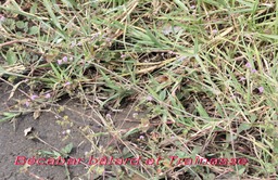 Bécabar bâtard- Boerhavia coccinea- Nyctaginacée- Pantropicale