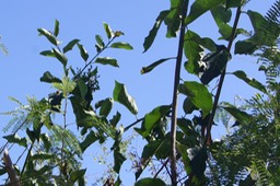 Bois malgache- Ehretia cymosa- Boraginacée-exo