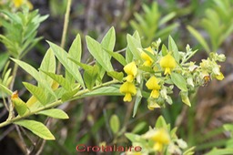 Crotalaire - Croalaria berteroanna - Fabacée - exo