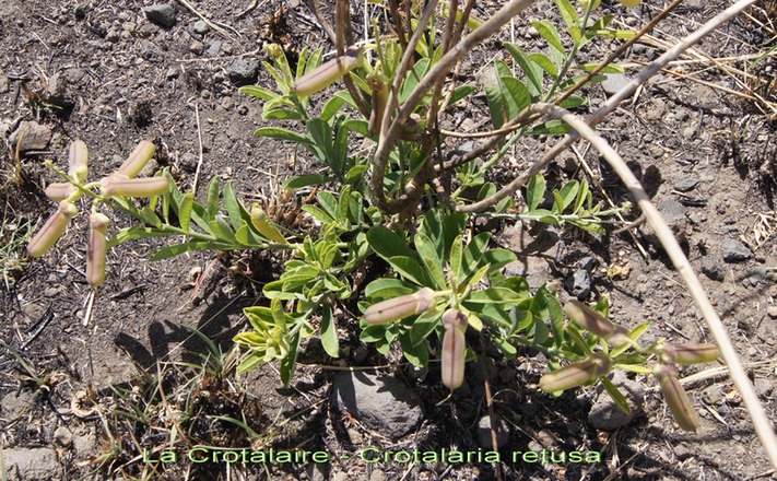Crotalaire- Crotalaria retusa - Fabacée - exo