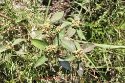 Herbe de lait- Euphorbia heterophylla ou Euphorbia geniculata- Euphorbiacée - exo