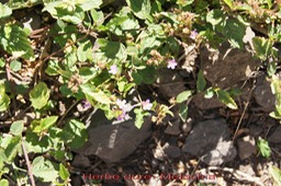 Herbe dure - Melochia pyramidata- Malvacée- exo