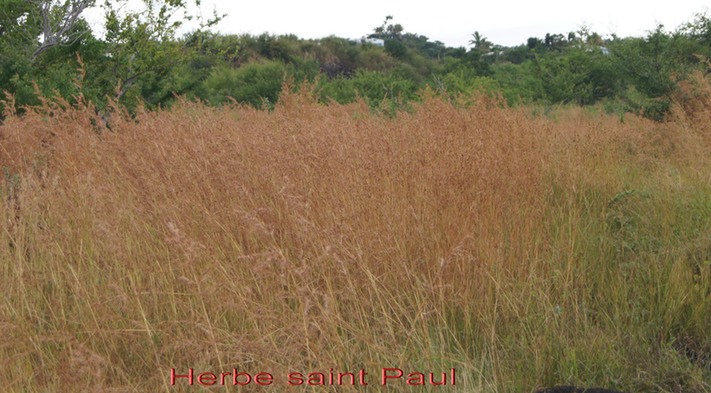 Herbe Saint Paul- Themeda quadrivalvis - Poacée - exo