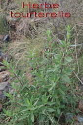 Herbe tourterelle- Trichodesma zeylanicum- Boraginacée- Am. C