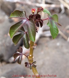 Jatropha gossipifolia - Euphorbiacée - exo