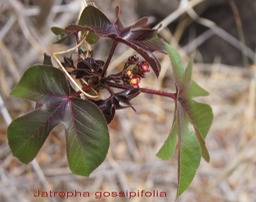 Jatropha gossipifolia-2