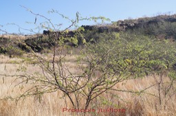Prosopis juliflora-2
