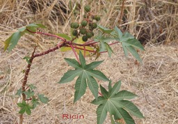 Ricin - Ricinus communis- Euphorbiacée - exo