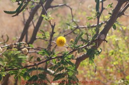 Zépinard- Acacia farnesiana- Fabacée - exo