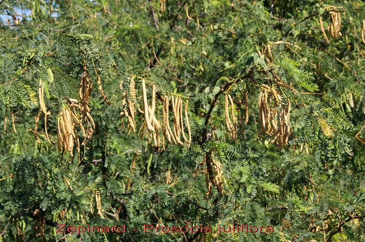 Zépinard- Prosopis juliflora - Fabacée - exo