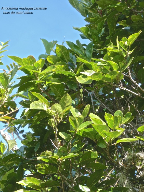 Antidesma madagascariense.(avrc fruits verts )bois de cabri blanc.phyllanthaceae.indigène Réunion.P1014651