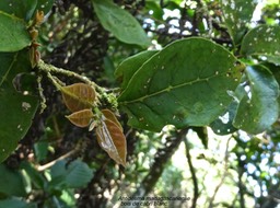 Antidesma madagascariense.bois de cabri blanc.phyllanthaceae.indigène Réunion.P1014611