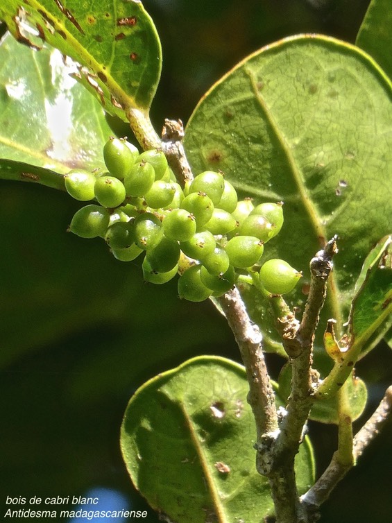 Antidesma madagascariense.bois de cabri blanc.(fruits verts )phyllanthaceae.indigène Réunion.P1014653