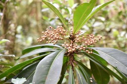 Badula borbonica - Bois de savon - PRIMULACEAE - Endémique Réunion 