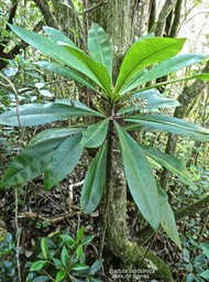Badula borbonica.bois de savon.primulaceae;endémique Réunion.P1014555