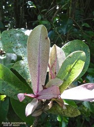 Badula grammisticta .bois de savon.primulaceae;endémique Réunion;P1014839