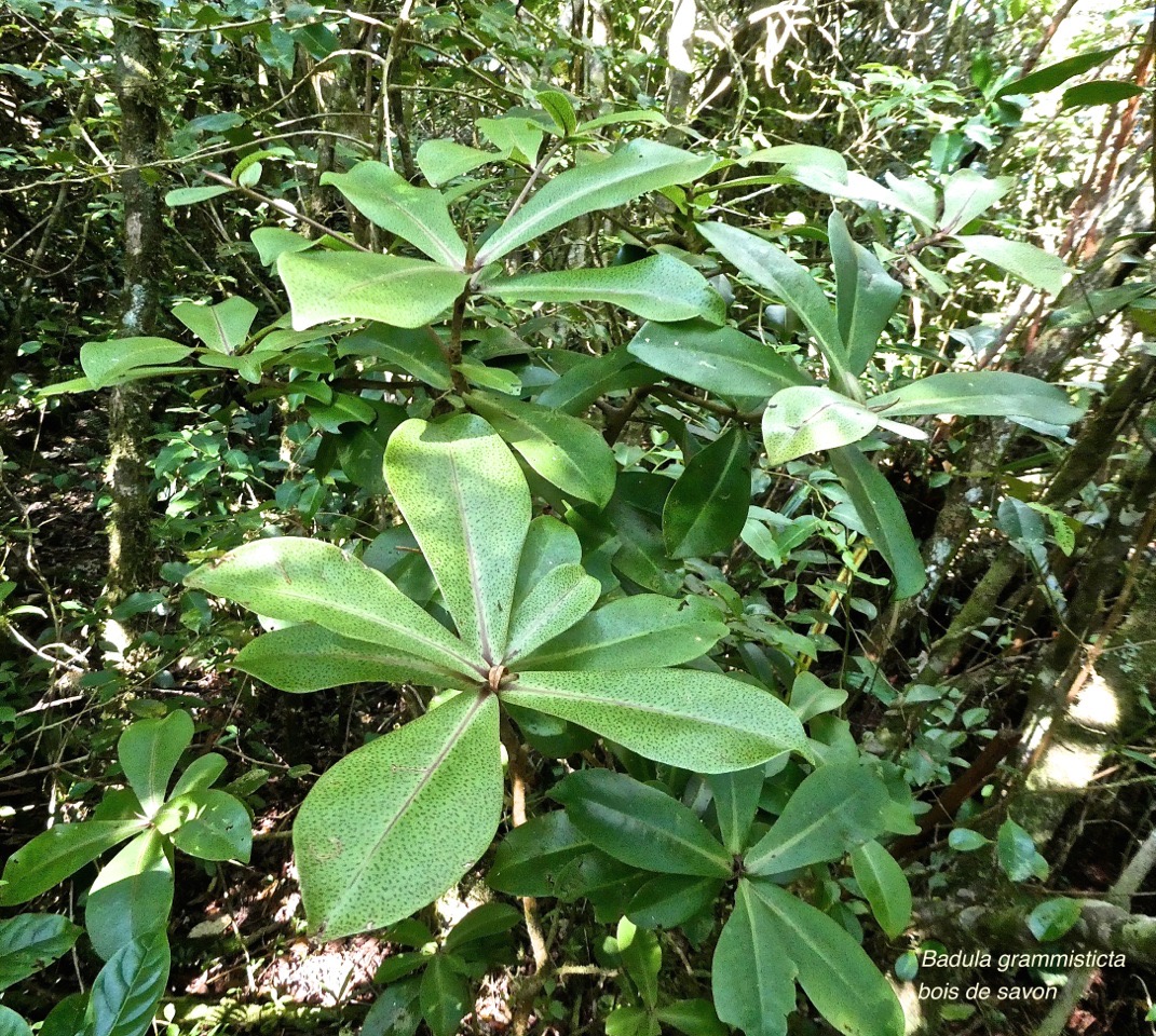 Badula grammisticta.bois de savon.primulaceae.endémique Réunion.P1014808
