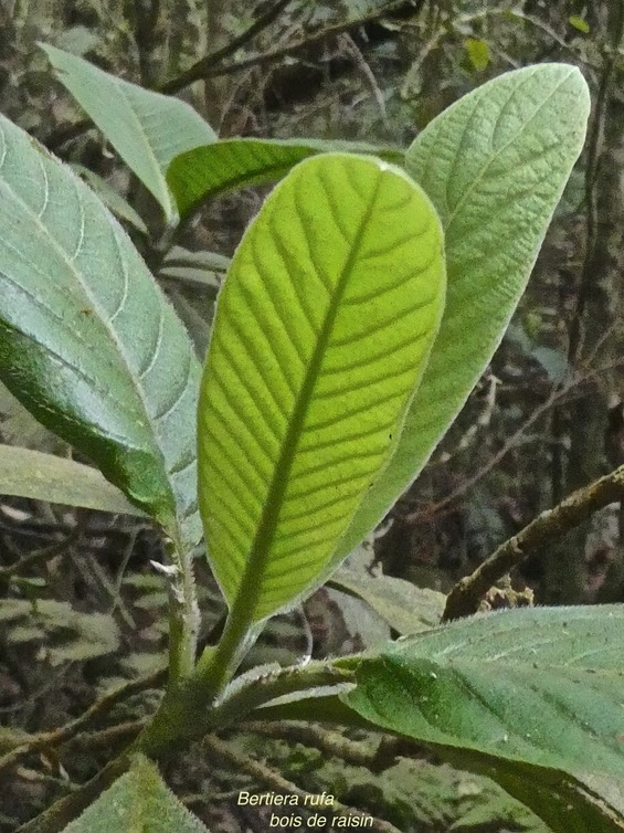 Bertiera rufa.bois de raisin.rubiaceae.endémique Réunion.P1014751