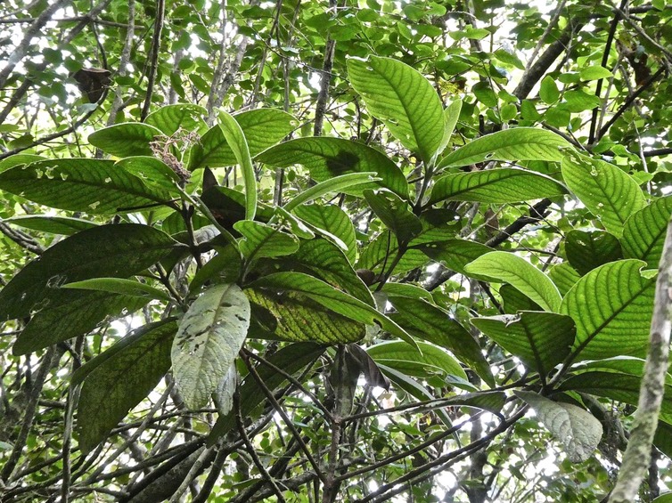 Bertiera rufa.bois de raisin .rubiaceae.endémique Réunion.P1014753