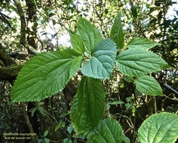 Bohmeria macrophylla.bois de source noir.moyen l'ortie.urticaceae.P1014564