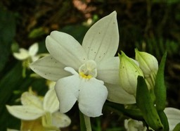 Calanthe sylvatica. orchidaceae.P1014711