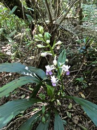 Calanthe sylvatica. orchidaceae.P1014716