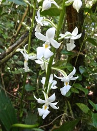 Calanthe sylvatica .orchidaceae.P1014675