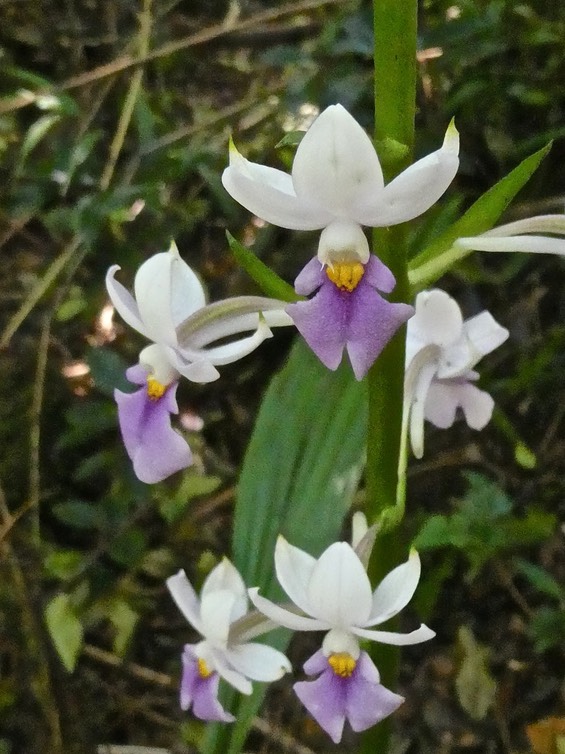 Calanthe sylvatica. orchidaceae.P1014696