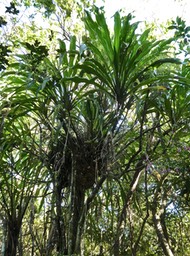 Cordyline mauritiana.canne marronne.asparagaceae.endémique Réunion Maurice.P1014524