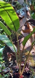 Elaphoglossum splendens - DRYOPTERIDACEAE - Endémique Mascareignes