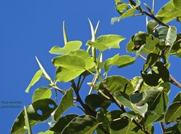 Ficus densifolia.grand affouche.(avec bourgeons pointus )moraceae.endémique Réunion Maurice.P1014609
