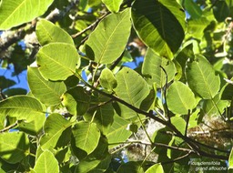 Ficus densifolia.grand affouche .moraceae.endémique Réunion Maurice.P1014584