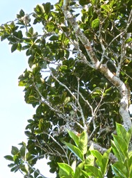 Homalium paniculatum.corce blanc.bois de bassin.salicaceae.endémique Réunion Maurice. et en bas à droite bois de cabri blanc.P1014646