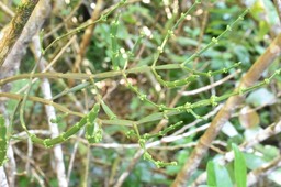 Korthalsella opuntia - SANTALACEAE - Indigène Réunion