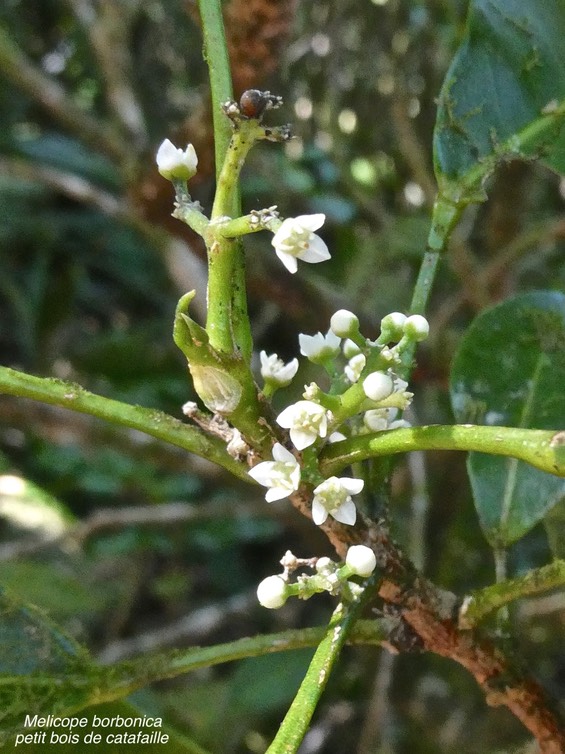 Melcope borbonica .petit bois de catafaille.(fleurs.)rutaceae.endémique Réunion.P1014669