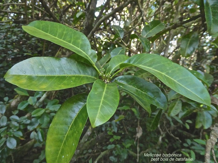 Melicope borbonica.petit bois de catafaille.rutaceae.endémique Réunion.P1014632