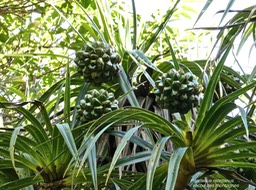 Pandanus montanus. vacoa des montagnes.pandanaceae. endémique Réunion.P1014730