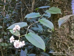 Persicaria chinensis.persicaire de Chine.renouée du chinois polygonaceae.espèce envahissante.P1014527