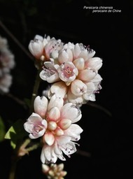 Persicaria chinensis.renouée du chinois. persicaire de Chine .espèce envahissante.P1014843