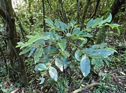 Phyllanthus phillyreifolius.bois de négresse.faux bois de demoiselle .phyllanthaceae.endémique Réunion Maurice.P1014549