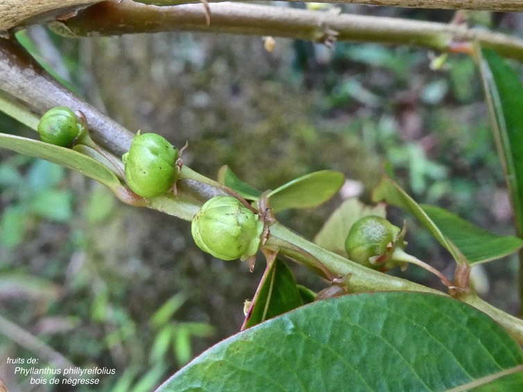 Phyllanthus phillyreifolius.(fruits ) bois de négresse.faux bois de demoiselle.phyllanthaceae.endémique Réunion Maurice. P1014660