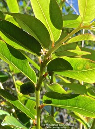 Phyllantus phillyreifolius.bois de négresse .faux bois de demoiselle.phyllanthaceae.endémique Réunion Maurice.P1014665