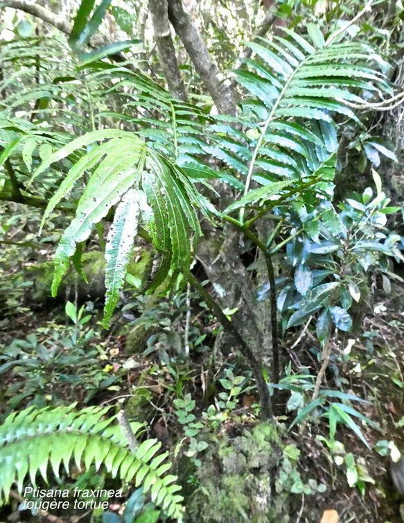 Ptisana fraxinea.fougère tortue.marattiaceae.indigèneRéunion.P1014571
