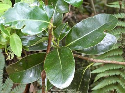 Sideroxylon borbonicum .bois de fer bâtard.natte coudine. sapotaceae;endémique Réunion;P1014805