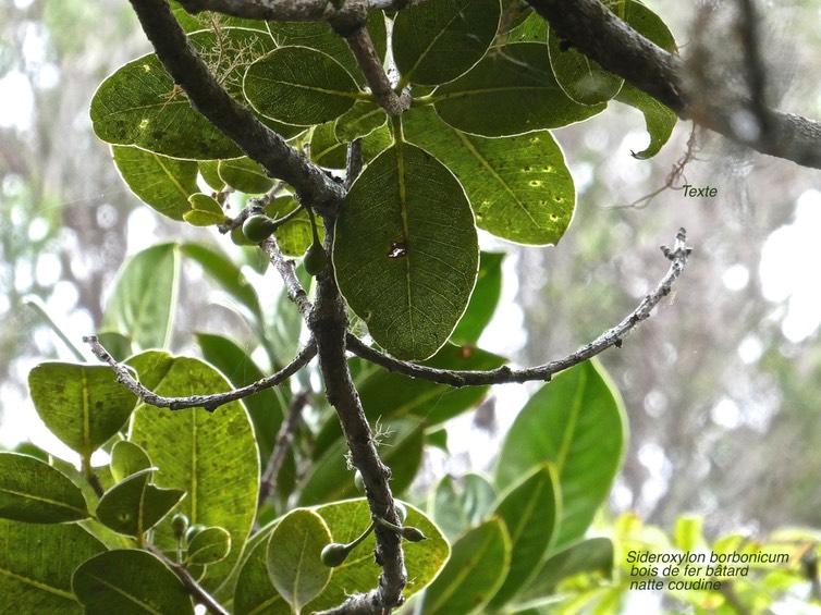 Sideroxylon borbonicum.natte coudine .bois de fer bâtard.(feuillage et fruits immatures )sapotaceae.endémique Réunion;P1014800