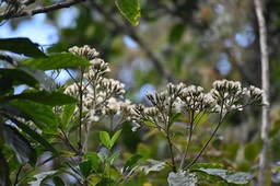 Vernonia fimbrillifera - Bois de sapo - ASTERACEAE - Endémique Réunion - MB2_2140