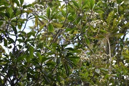 Vernonia fimbrillifera - Bois de sapo - ASTERACEAE - Endémique Réunion - MB2_2139