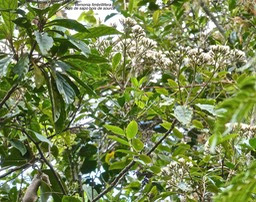 Vernonia fimbrillifera. bois de sapo.bois de source.asteraceae.endémique Réunion.P1014779