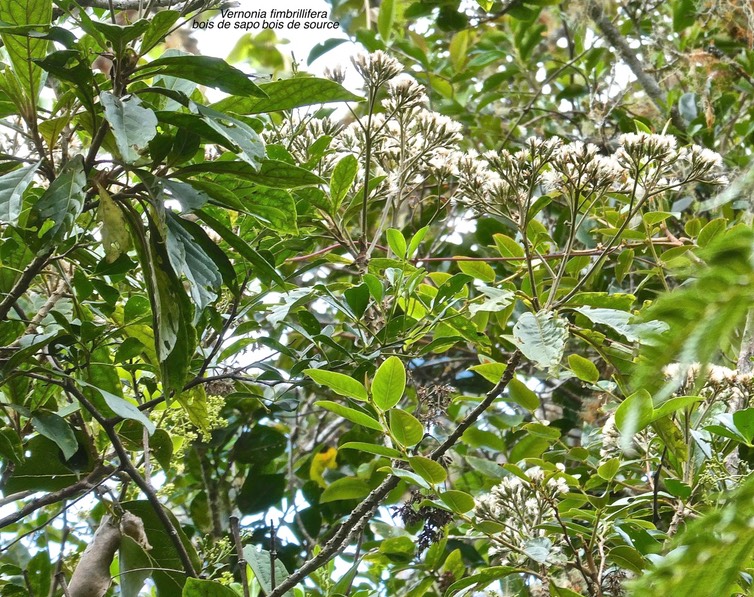 Vernonia fimbrillifera. bois de sapo.bois de source.asteraceae.endémique Réunion.P1014779
