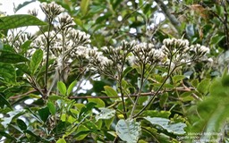 Vernonia fimbrillifera.bois de sapo.bois de source.asteraceae.endémique Réunion.P1014771